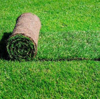 Natural Carpet Bermuda Grass “American Bermuda”