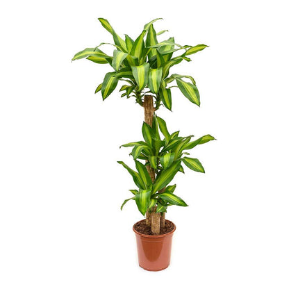 Dracaena