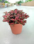 Fittonia plant