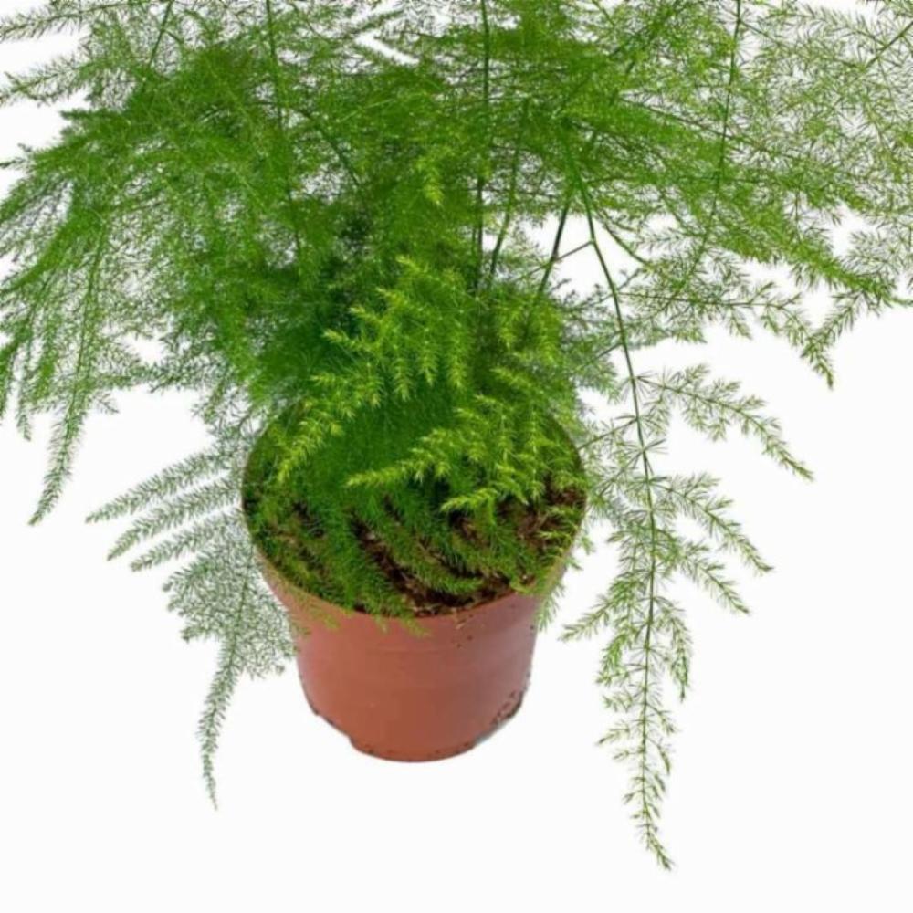 Asparagus Setaceus – Climbing Asparagus(Height 20 to 30cm) Indoor plants