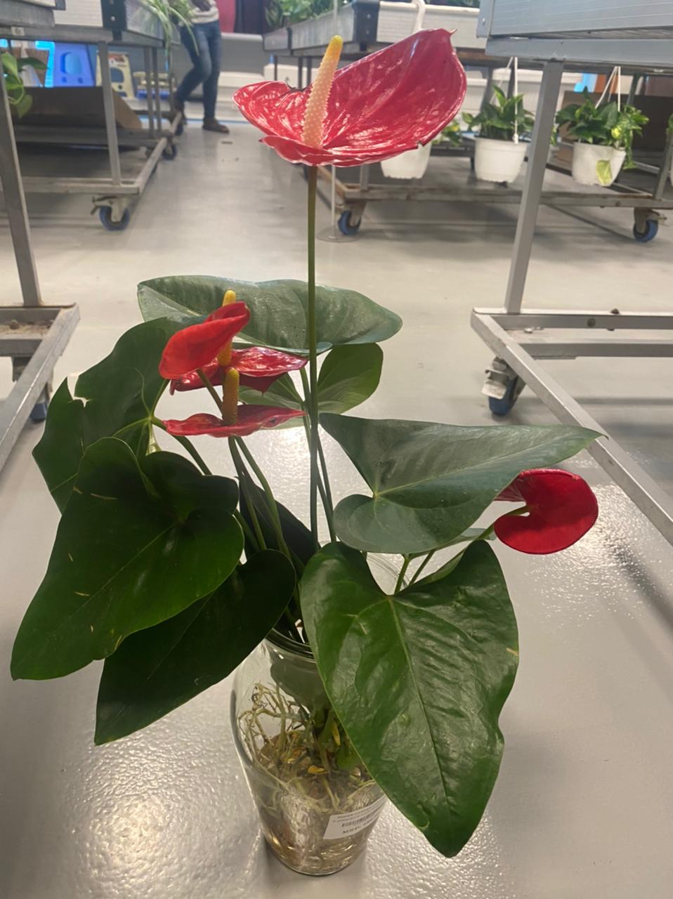 Growing Anthuriums in Water | Anthurium Plant Propagation