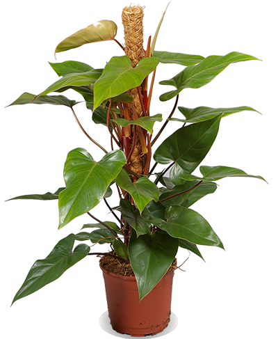 Philodendron Red Emerald