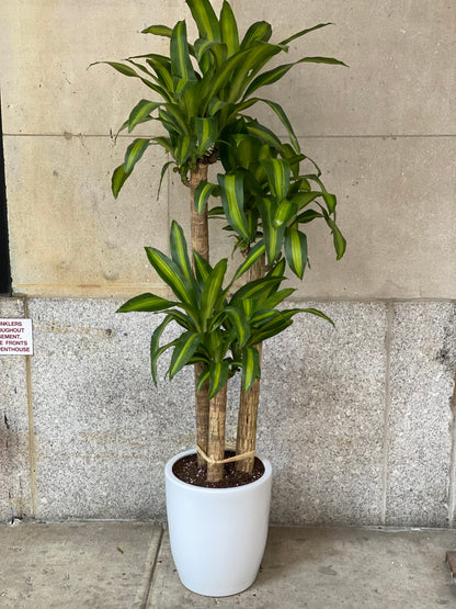 Dracaena