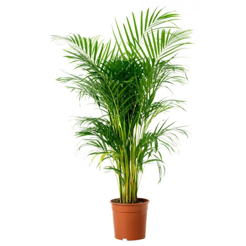 Areca Palm-Chrysalidocarpus