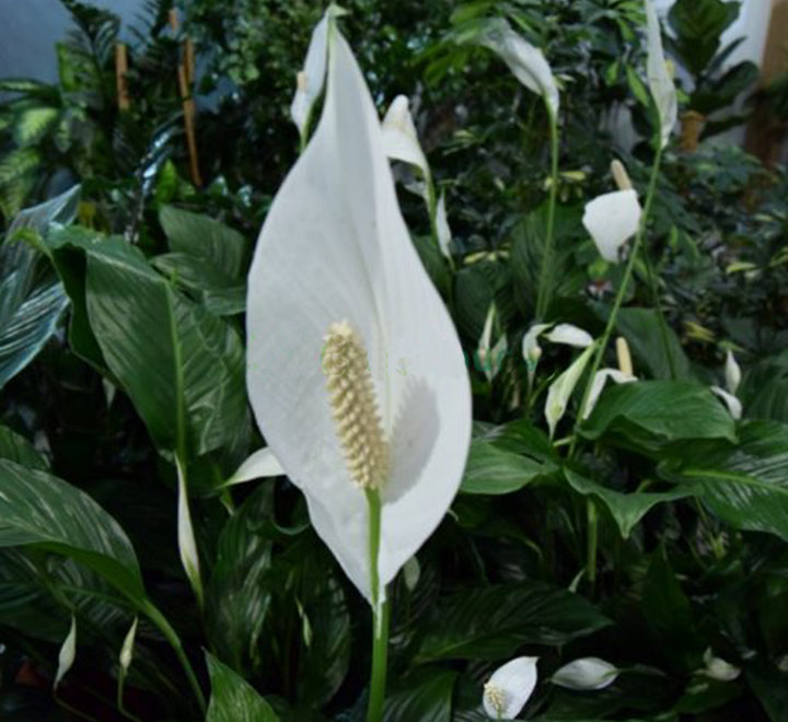 Spathiphylum (Peace Lilly)