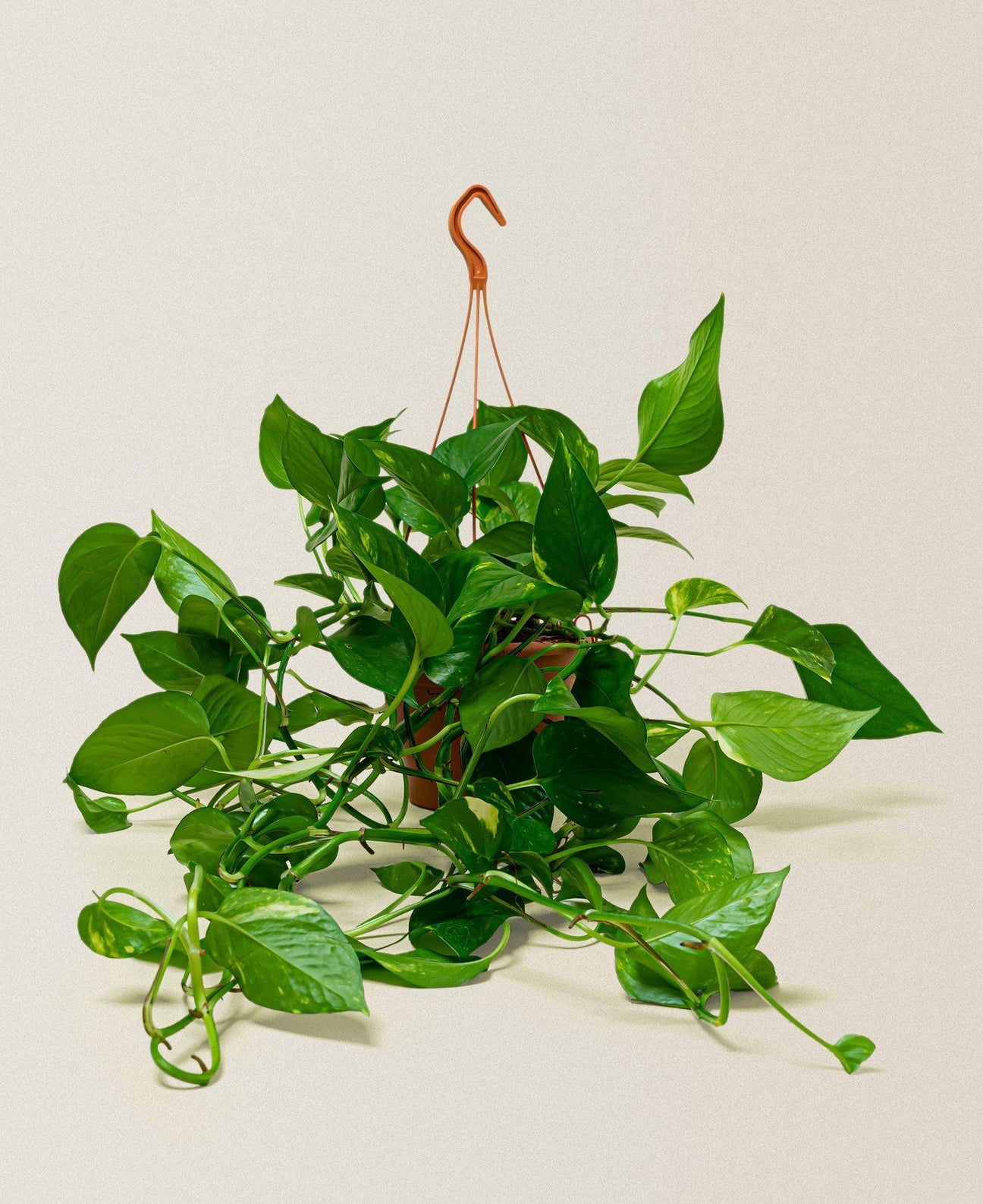 Hanging basket deals plants indoor