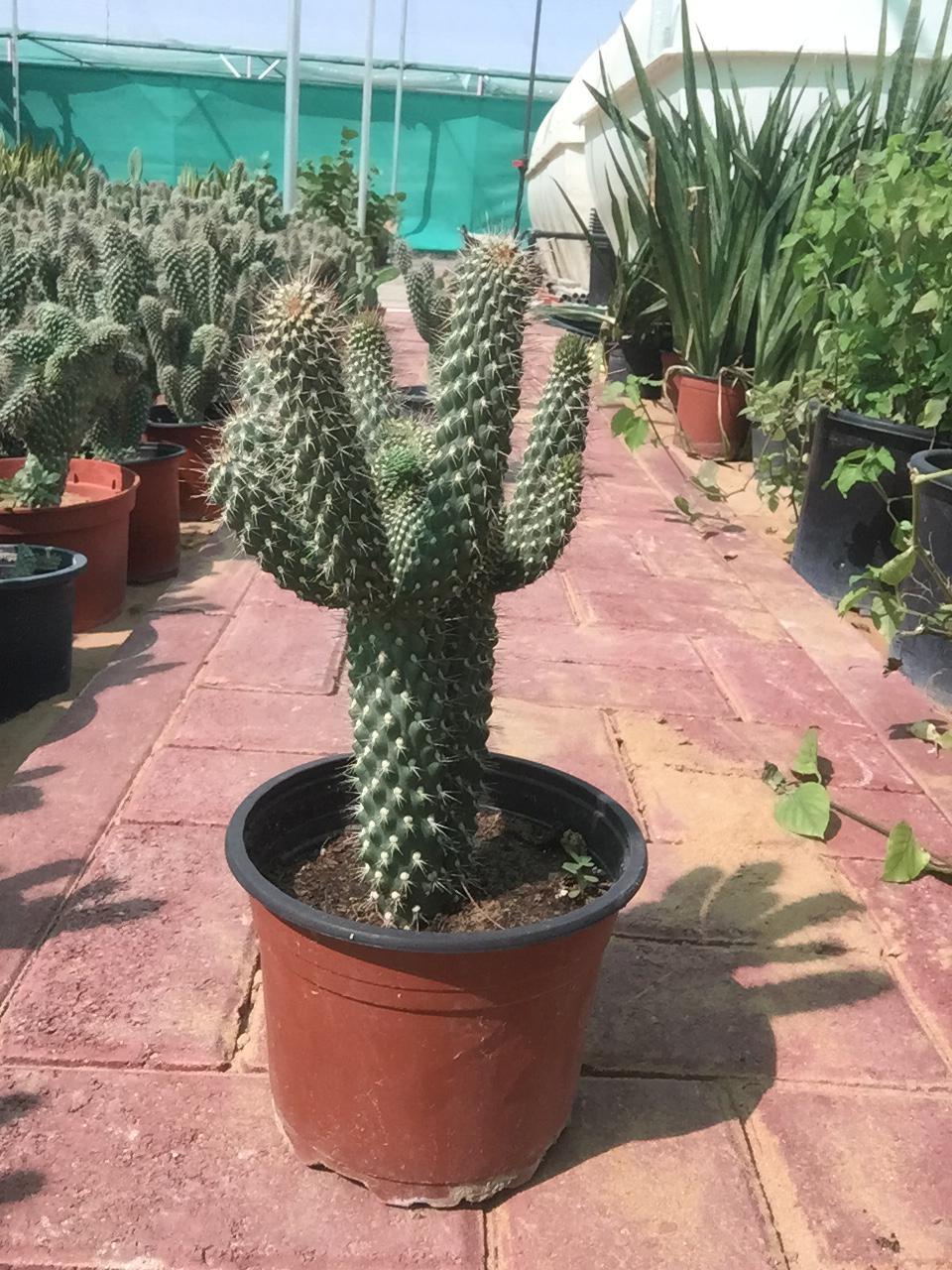 Hedgehog Cactus-Echinocereus