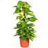 Money Plant