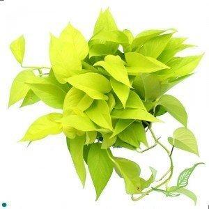 Neon Pothos-Air Purifying Indoor Plant