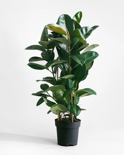 Rubber plant , Ficus elastic Abidjan - Rubber plant