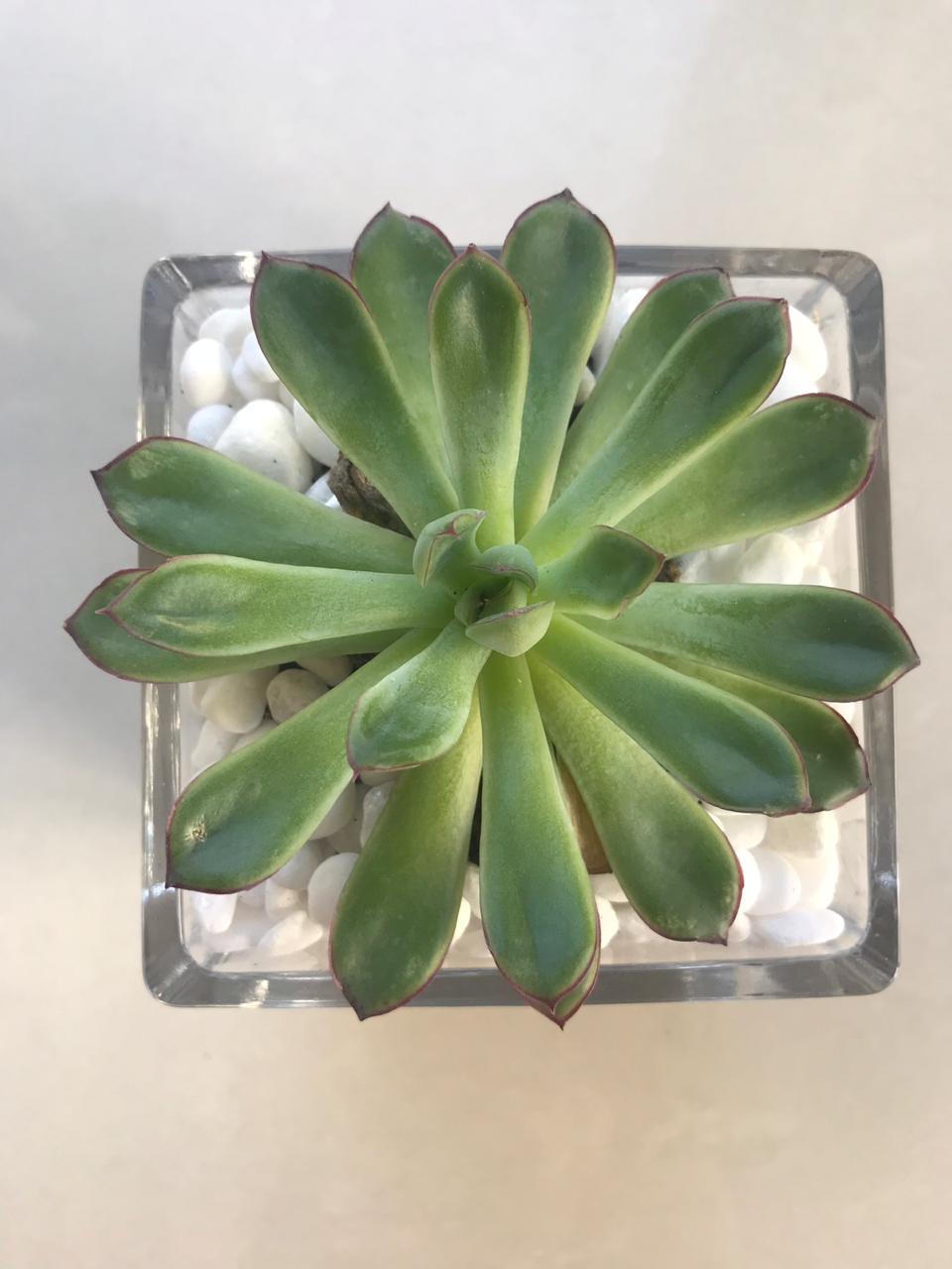 Terrarium succulent kit glassware