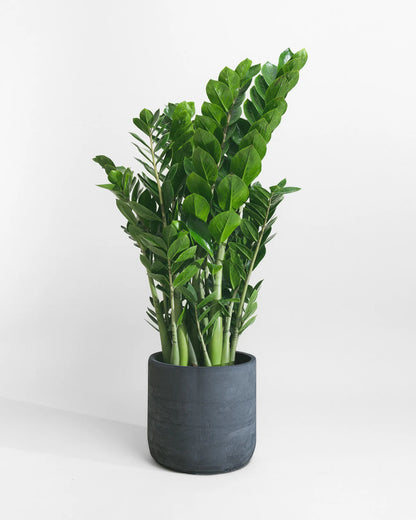 zamia