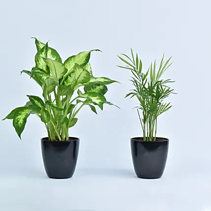 Chim Dora and tropic-snow plant