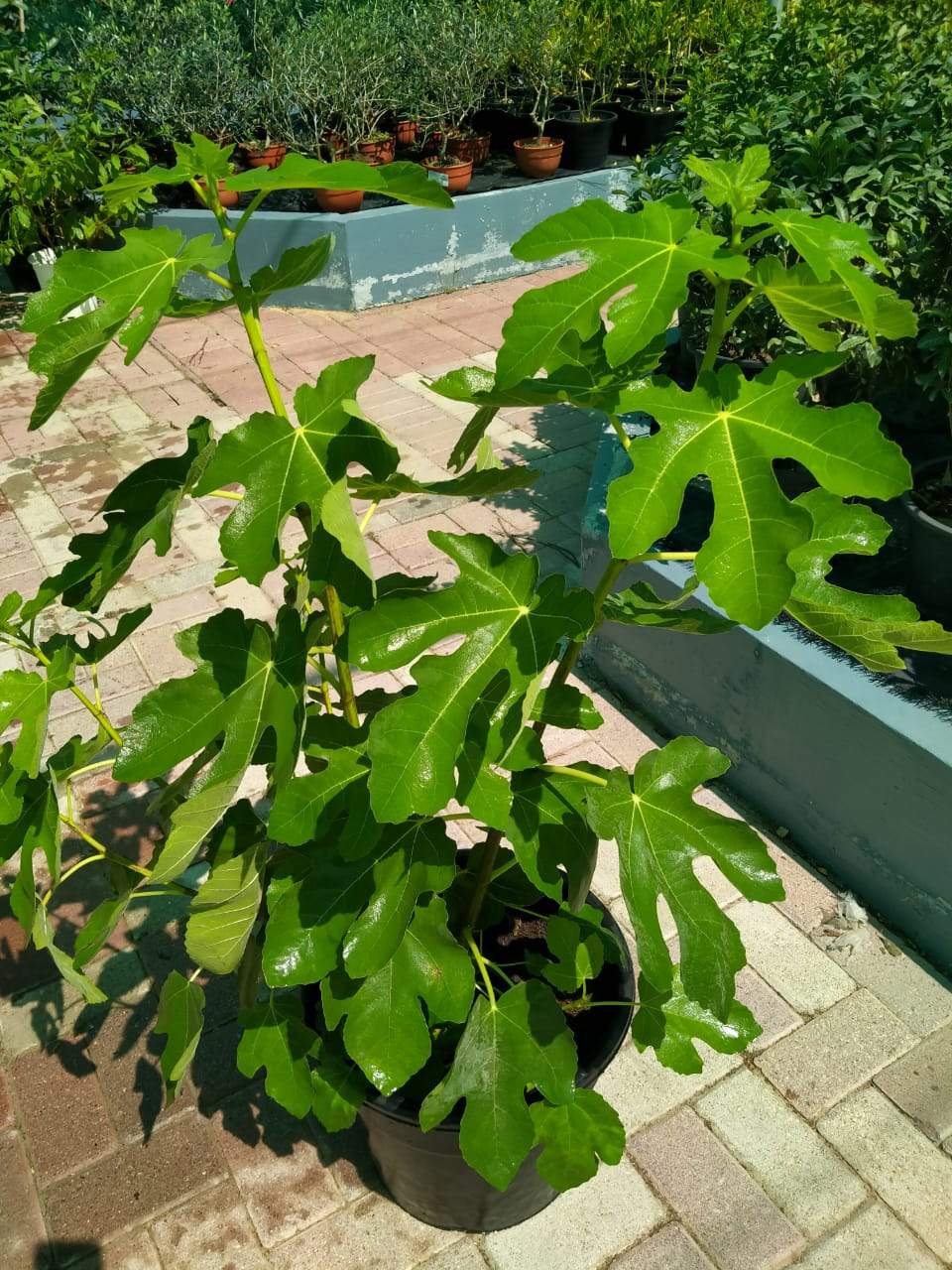 Common Fig-Ficus Carica