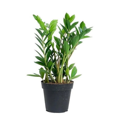 zamia