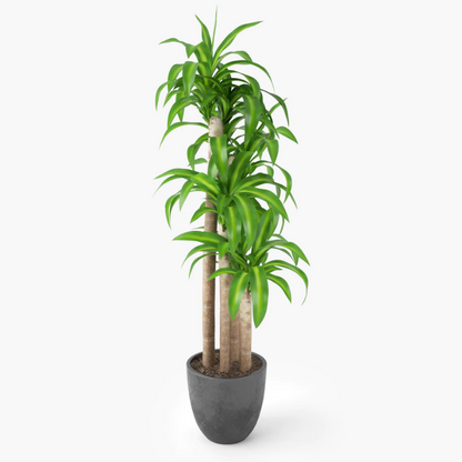 Dracaena