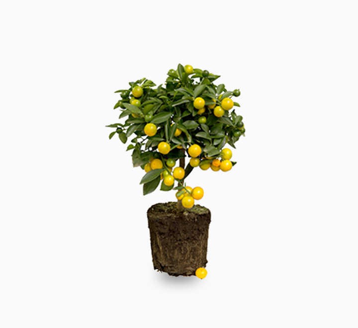 Dwarf Lemon Tree 50 – 70cm