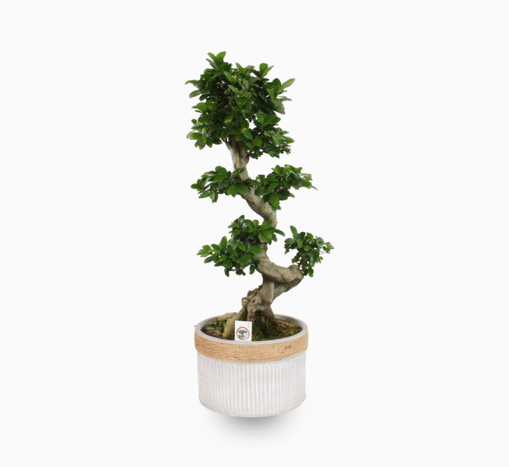 Bonsai Plant S Shape