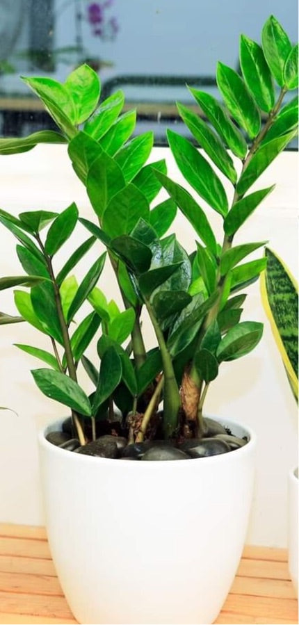 Zamioculcas plant with white ceramic pot for table top