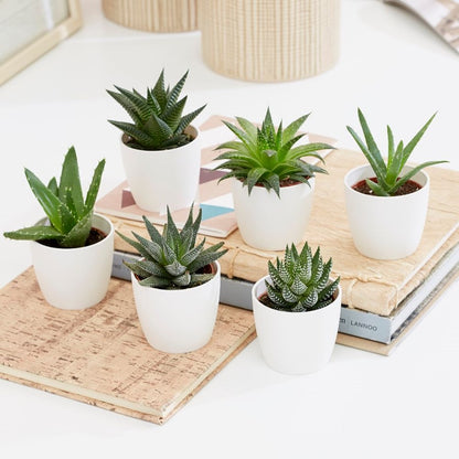 Mini succulents Haworthia 4-6cm per piece