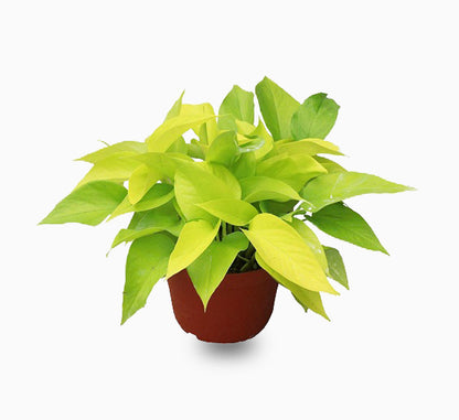 Money plant 