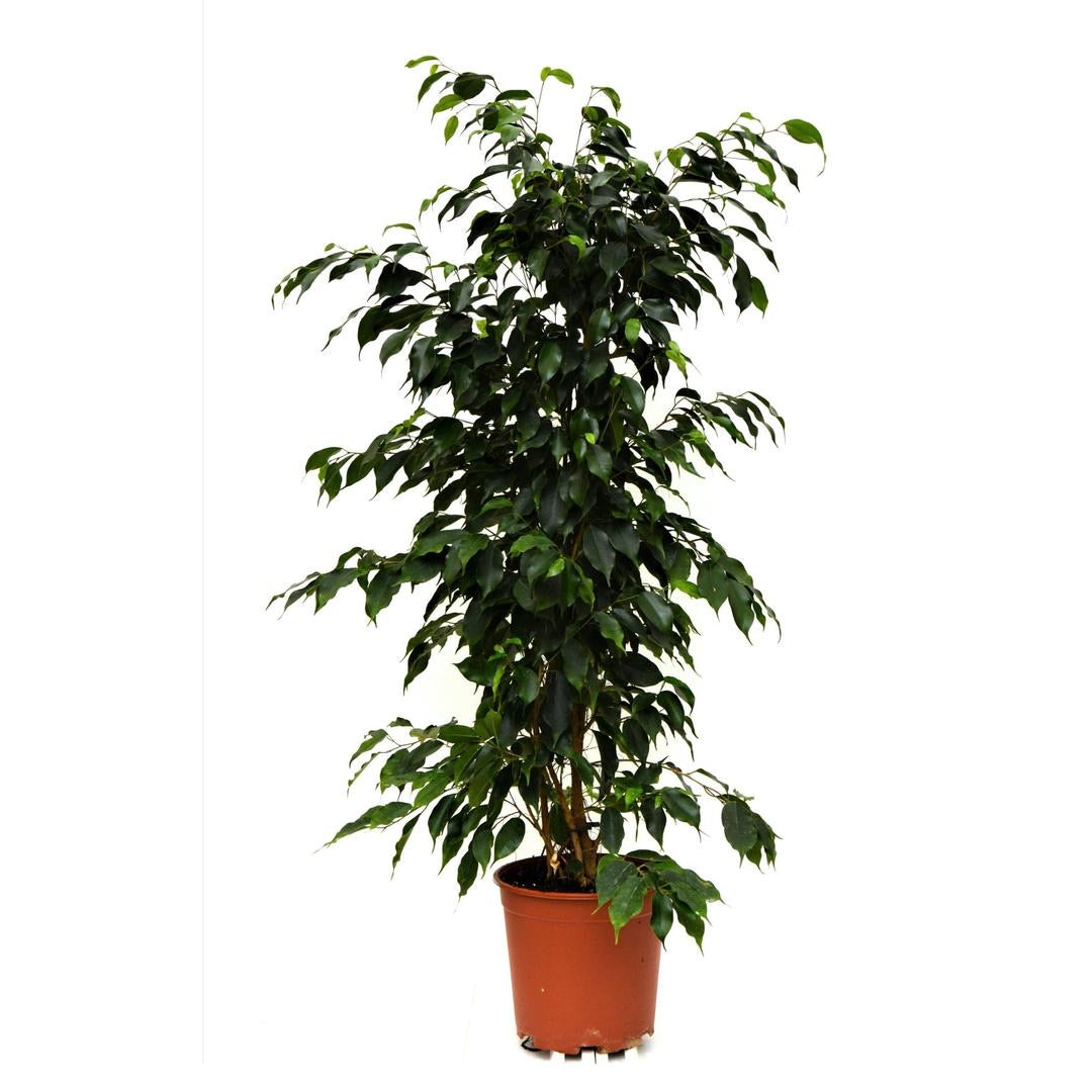 Ficus with stainless steel pot