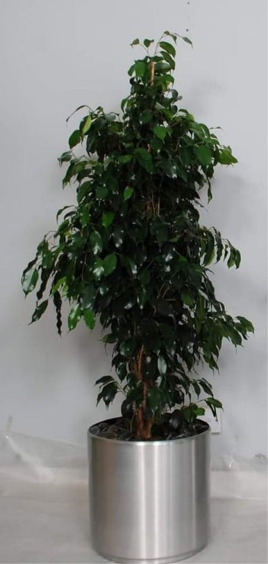 Ficus with stainless steel pot