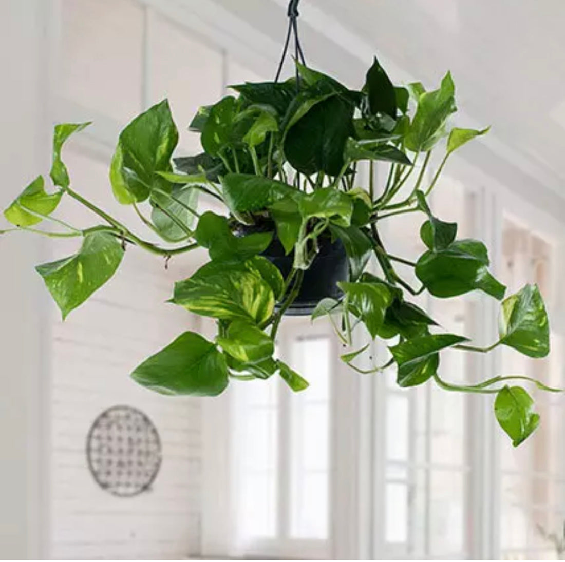 Money plant hanging (scandapces hanging)
