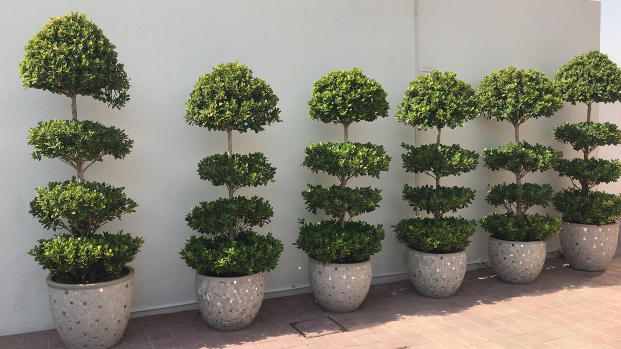 Ficus diversifolia “Three Heads”(with ceramic pot arrangement)