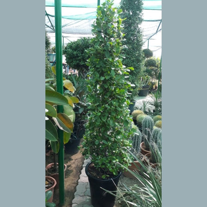 Ficus diversifolia “Cone Shape”