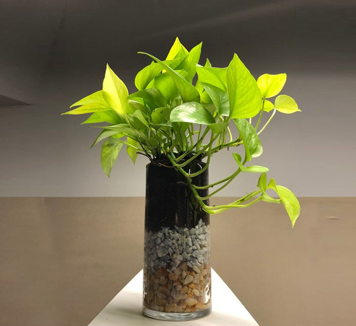 Scandapces , Money plant with white glass tall pot