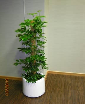 Sheflora with white fiber pot arrangement