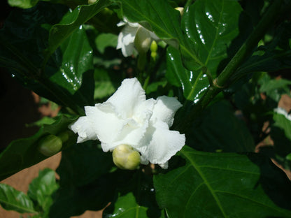 Tabernaemontana divaricata, crape jasmine