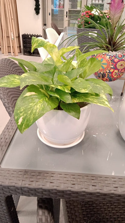 Money plants with white ceramic pots