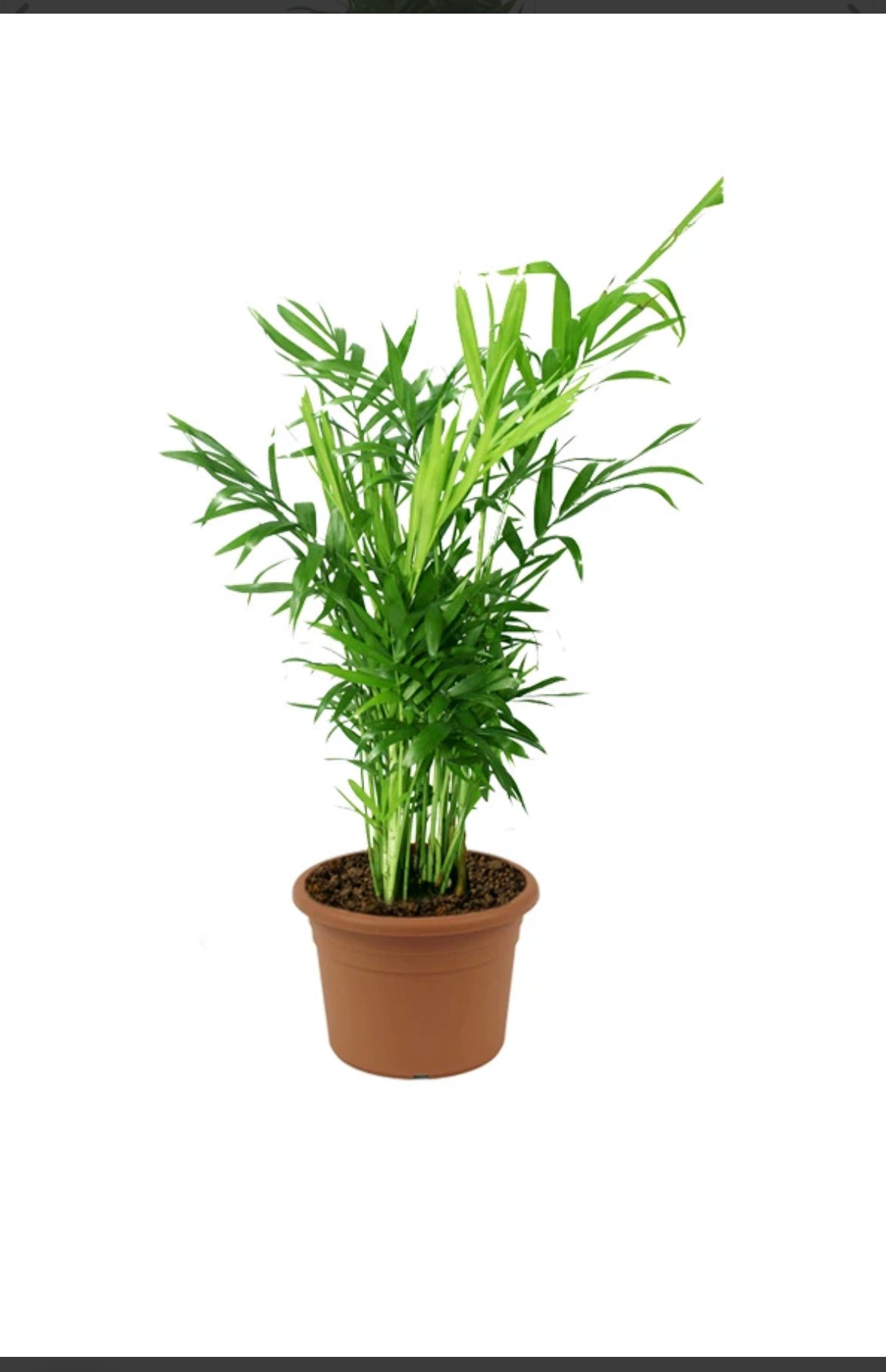 Bamboo Palm - Chamaedorea Elegans Or Parlour Palm(Height 20 to 30cm) indoor plant