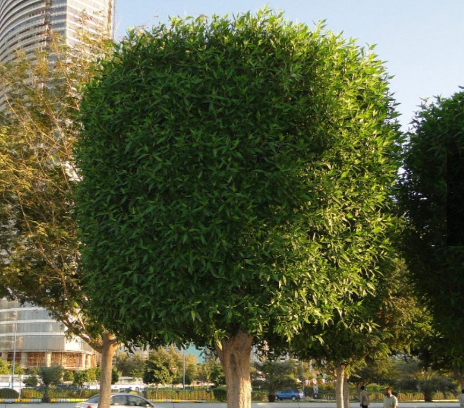 Conocarpus erectus ‘Saudi’ or Damas tree دمس