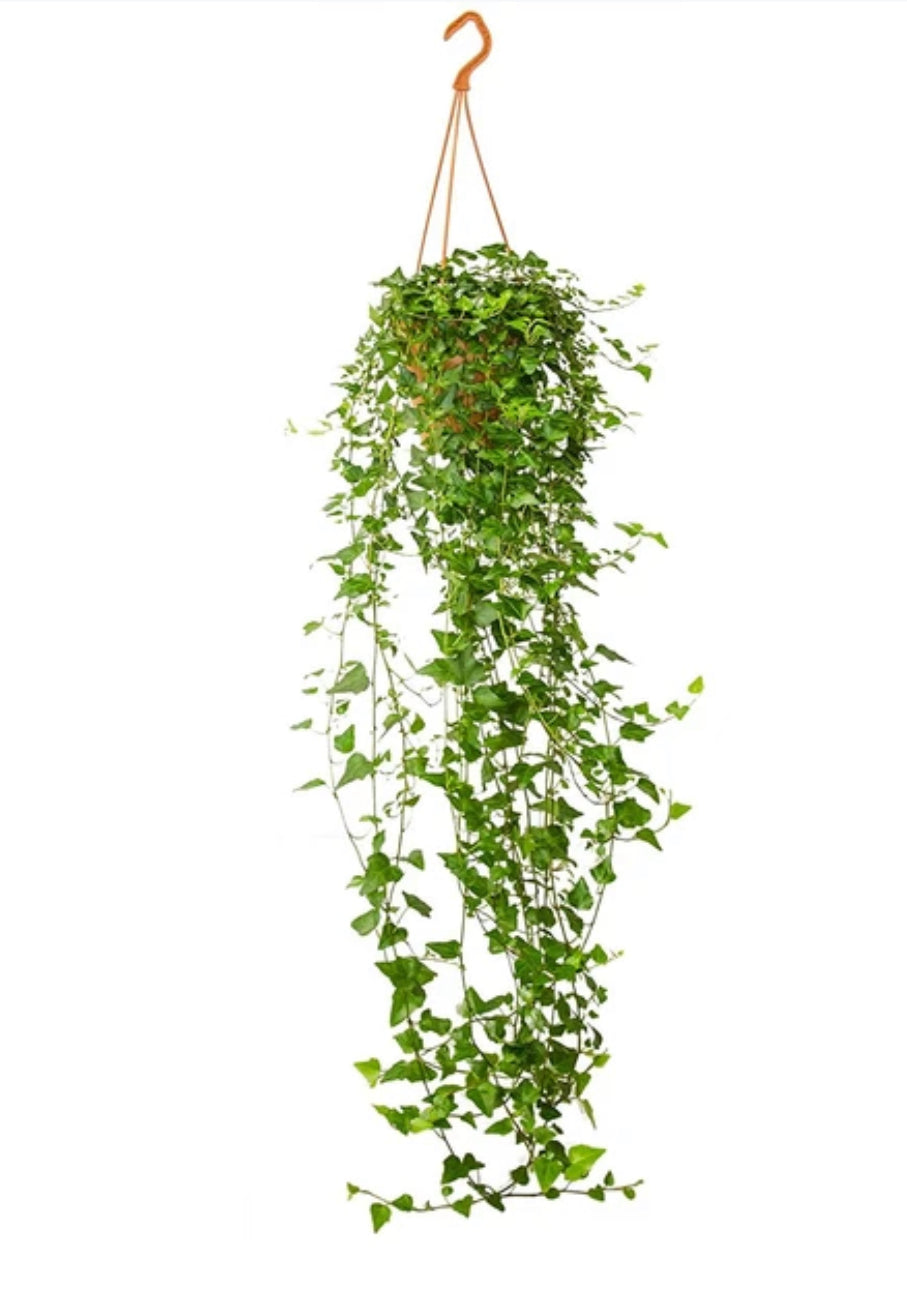 English Ivy Plant (Hanging Plant)