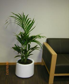Kentia palm with white fiber pot