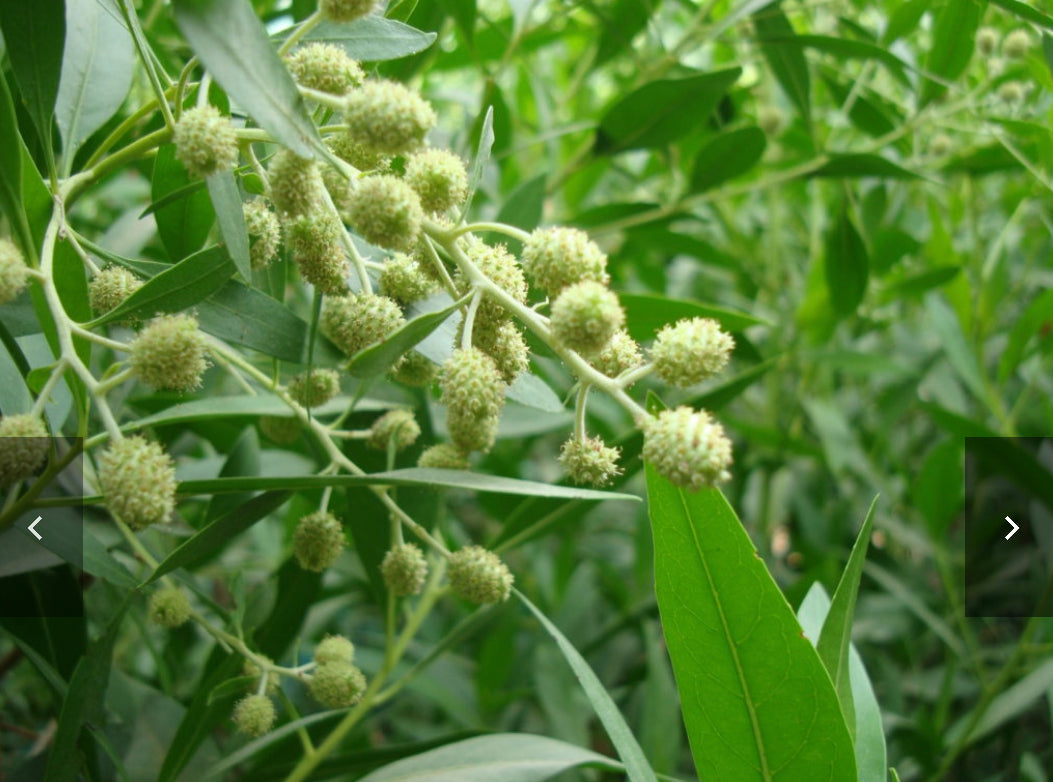 Conocarpus erectus ‘Saudi’ or Damas tree دمس