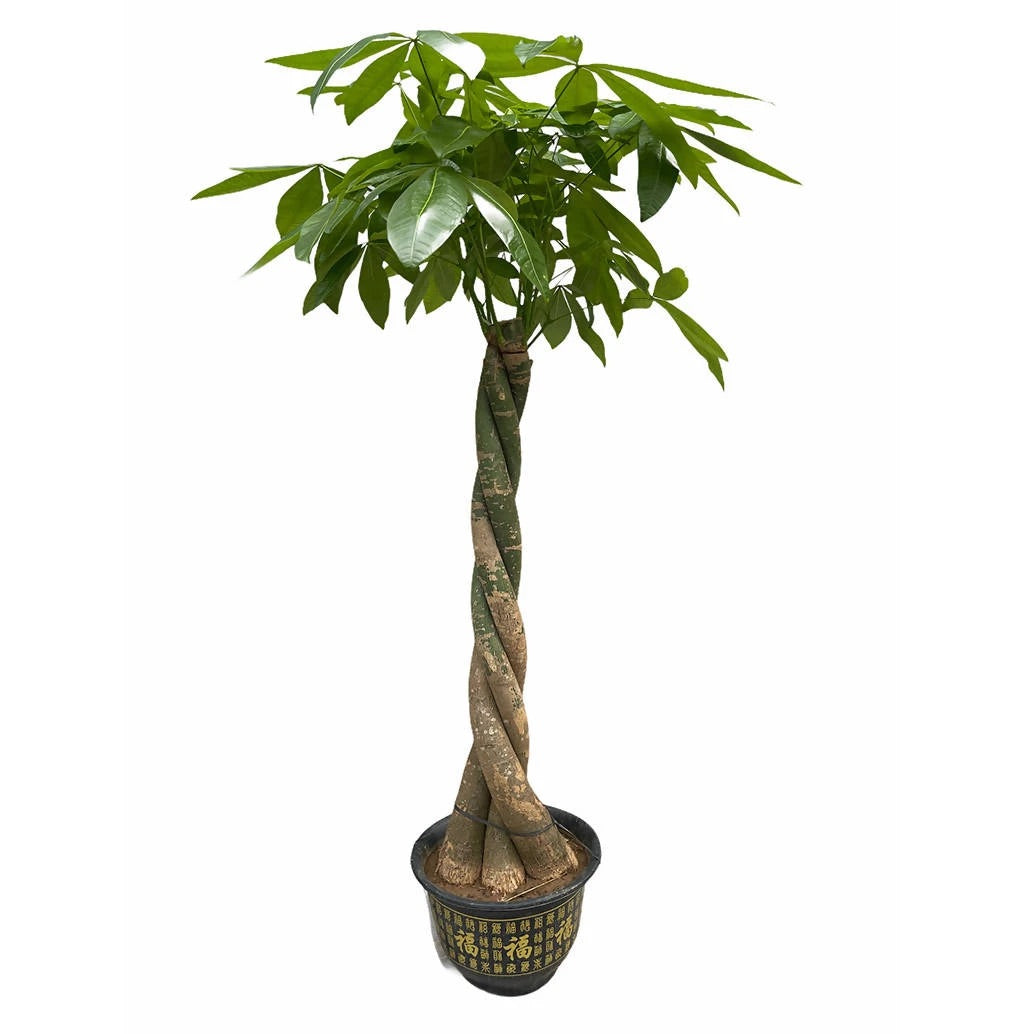Pachira aquatica or money tree 1-5m