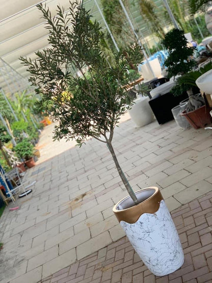Olive plant with ceramic pot