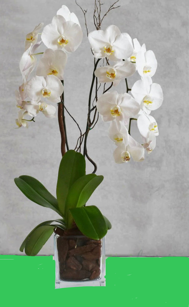 Orchid Passion(double stem)