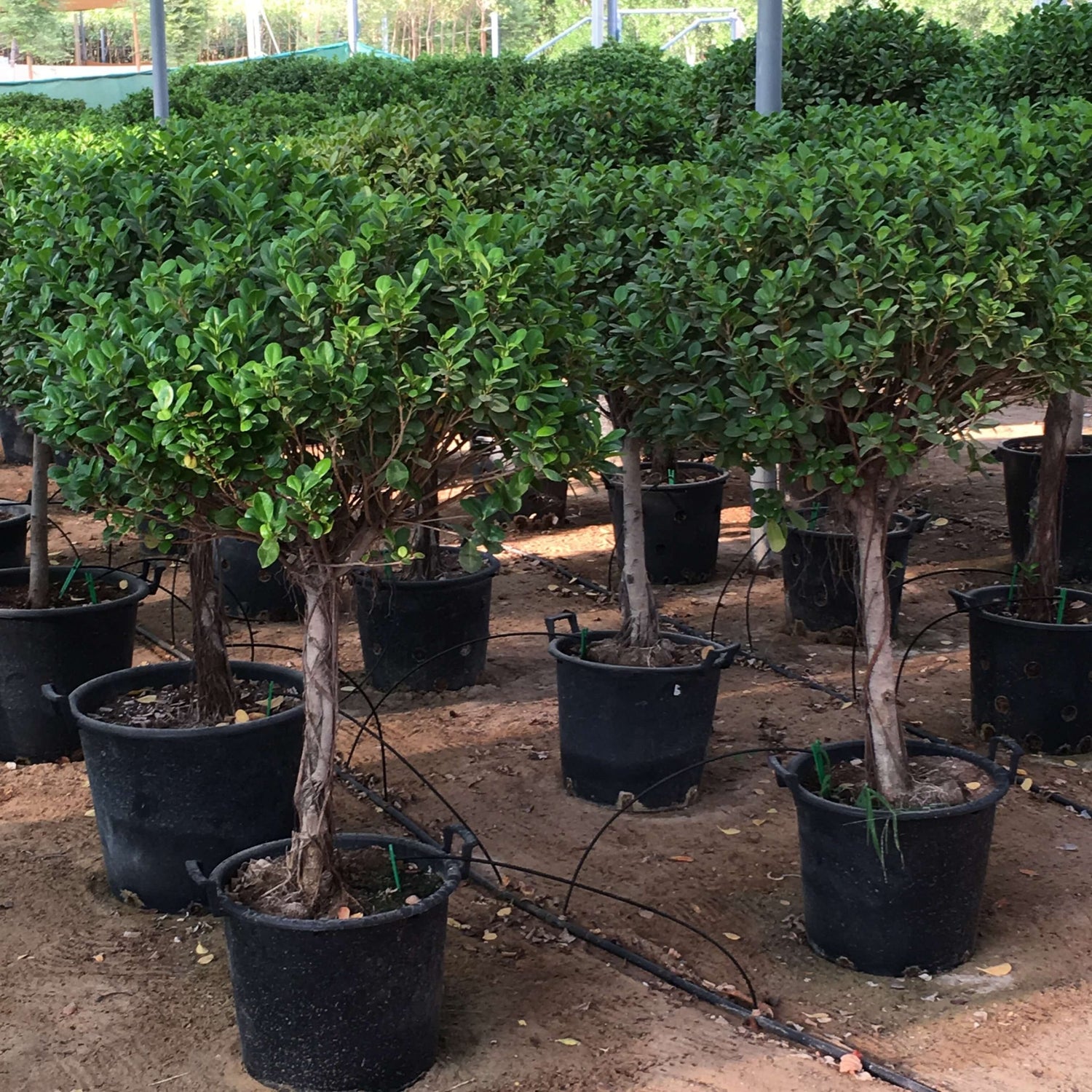 Ficus diversifolia “Single head”