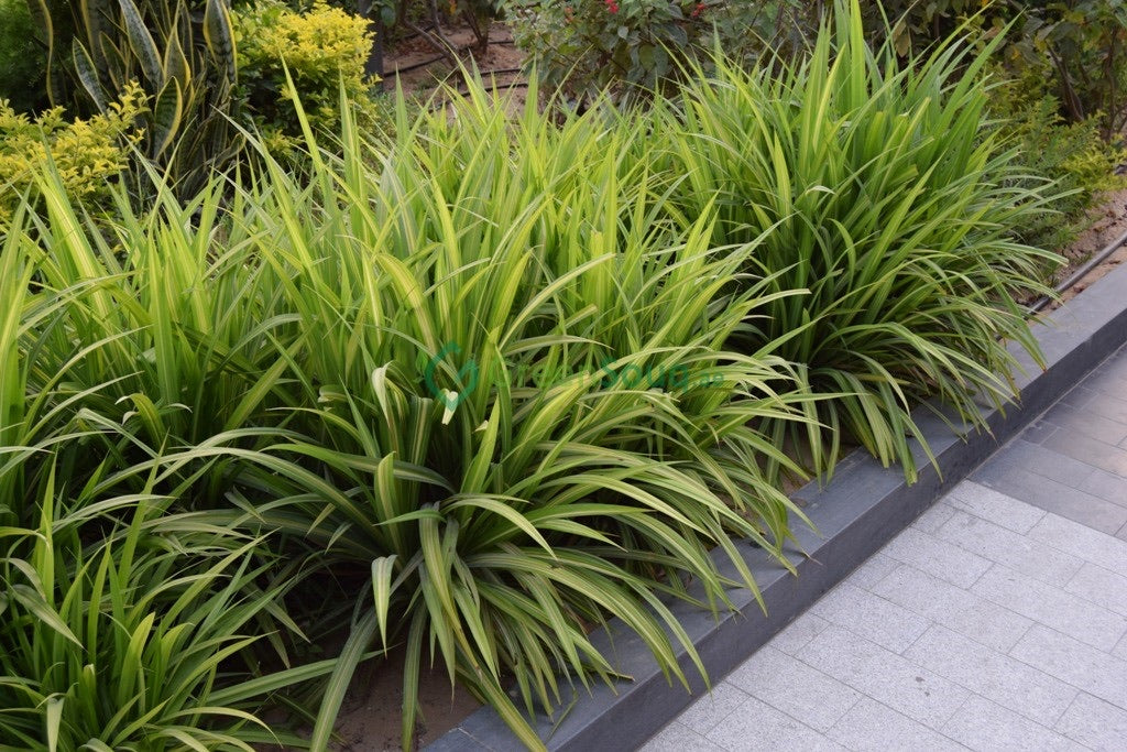 Plants garden maintenance Dubai