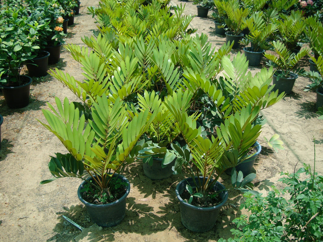 Zamia outdoor