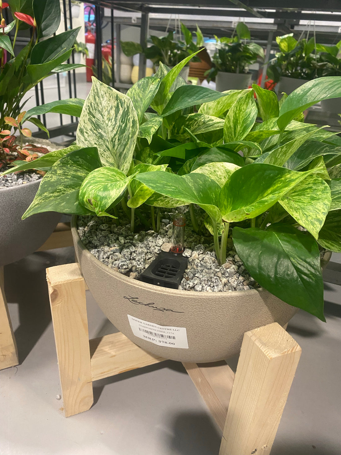 Indoor plants arrang