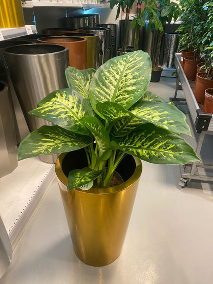 Dieffenbachia with stainless steel luxury golden color pot
