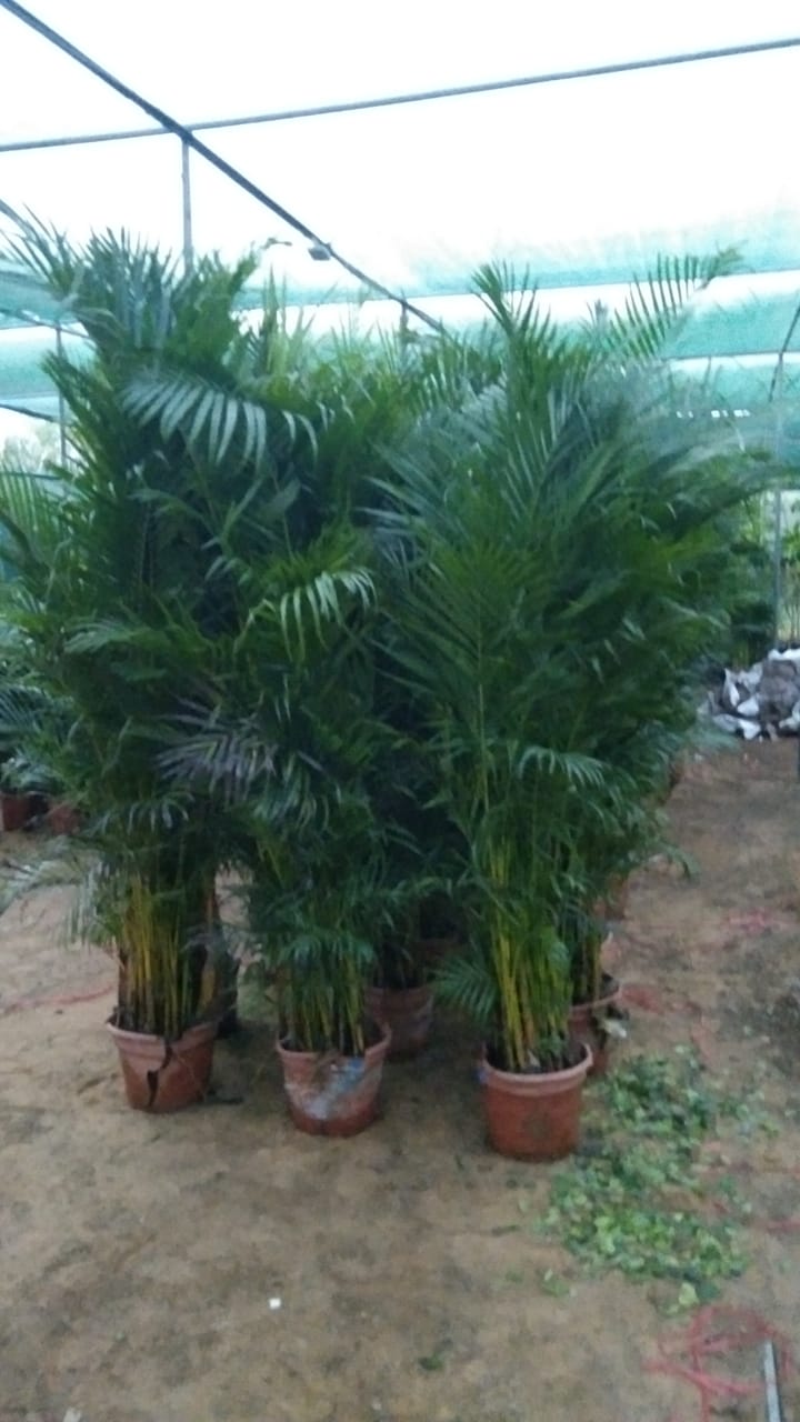 Areca Palm 1.8 to 2 meters
