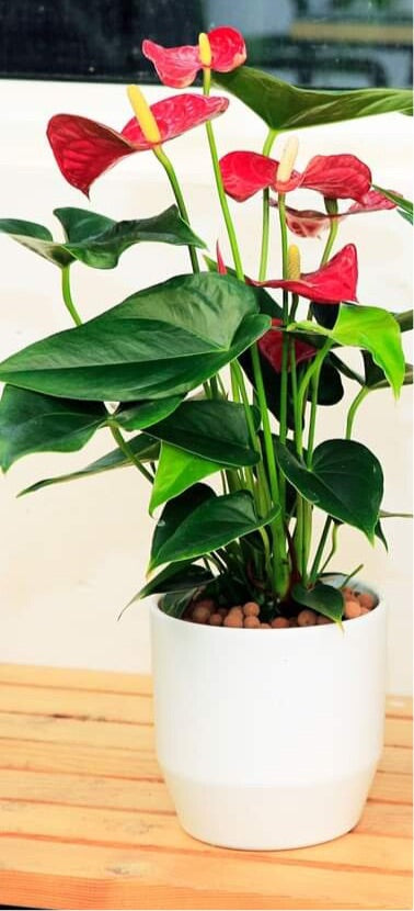 Red Anthurium with white ceramic pot for table top
