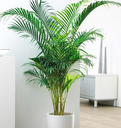 Areca Palm(with white ceramic pot)hight 1.25 meters